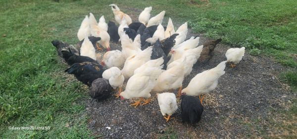 Chickens 13 weeks old $30 each